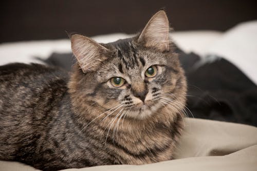 Free stock photo of cat, maine coon, pet portrait