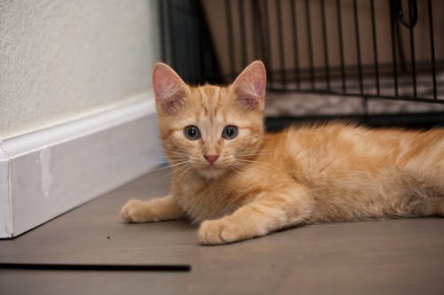 Free stock photo of cat, kitten, orange