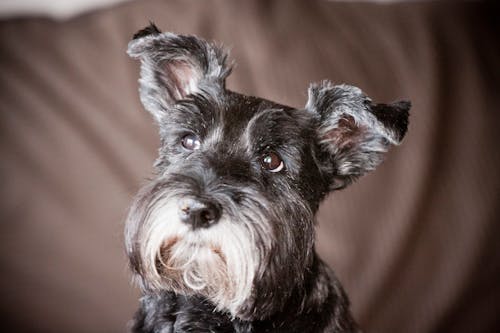 Free stock photo of aging pet, animal portrait, dog