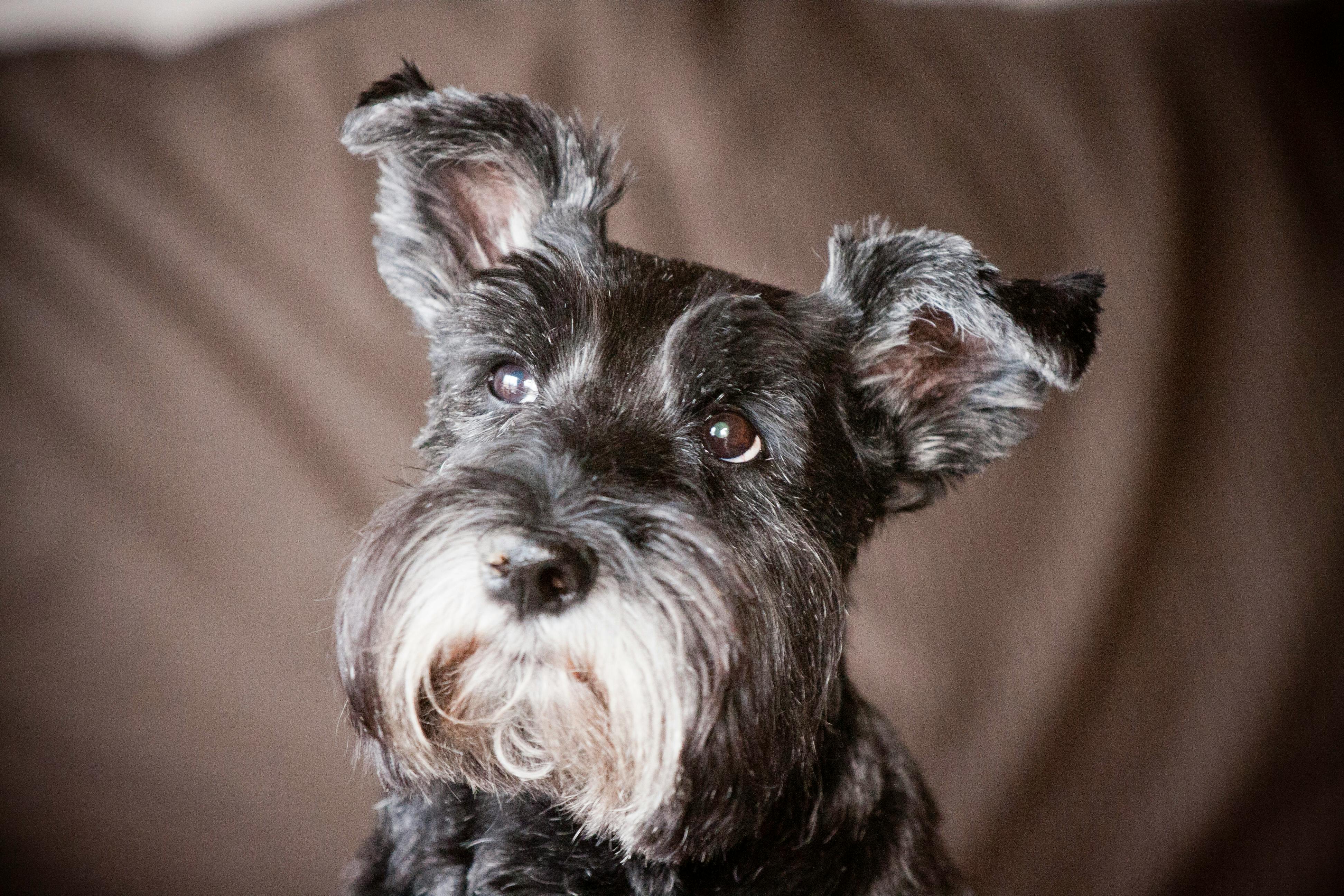 Free stock photo of #dog, aging pet, animal portrait