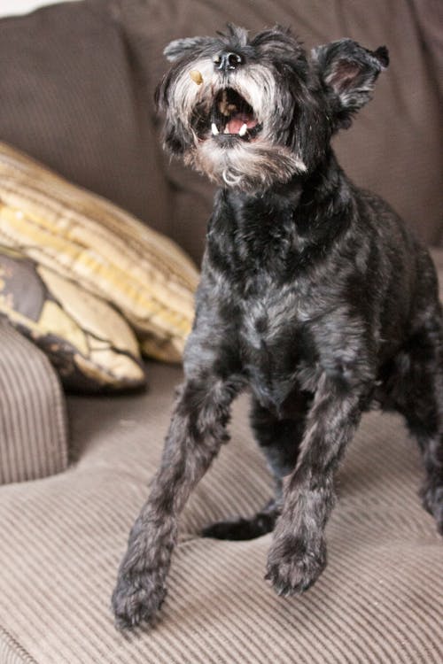 Free stock photo of action, black dog, catch