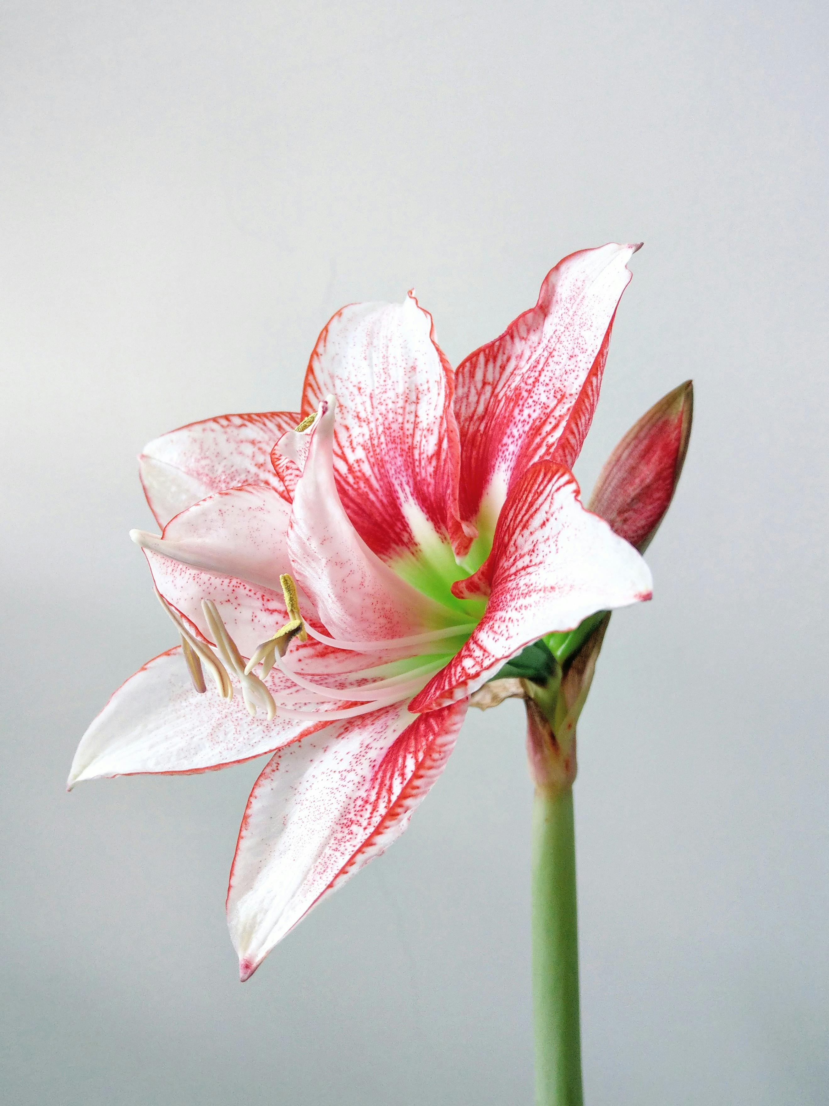 Flor Roja De 6 Pétalos · Foto de stock gratuita