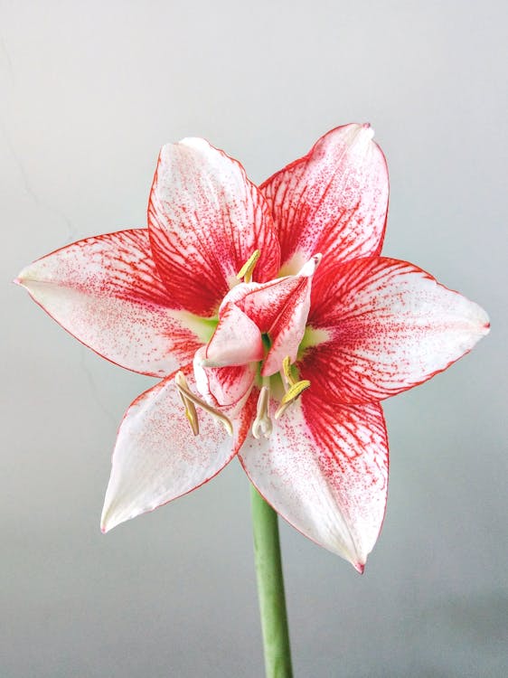 Free An Amaryllis Flower in Full Bloom Stock Photo