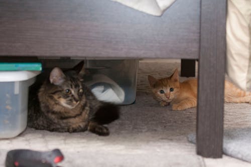 Free stock photo of cats, hiding, kitten