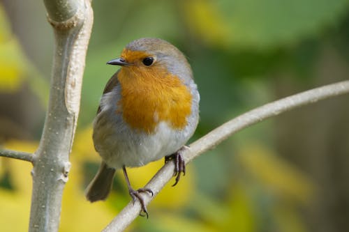 European Robin Perched on a Branch