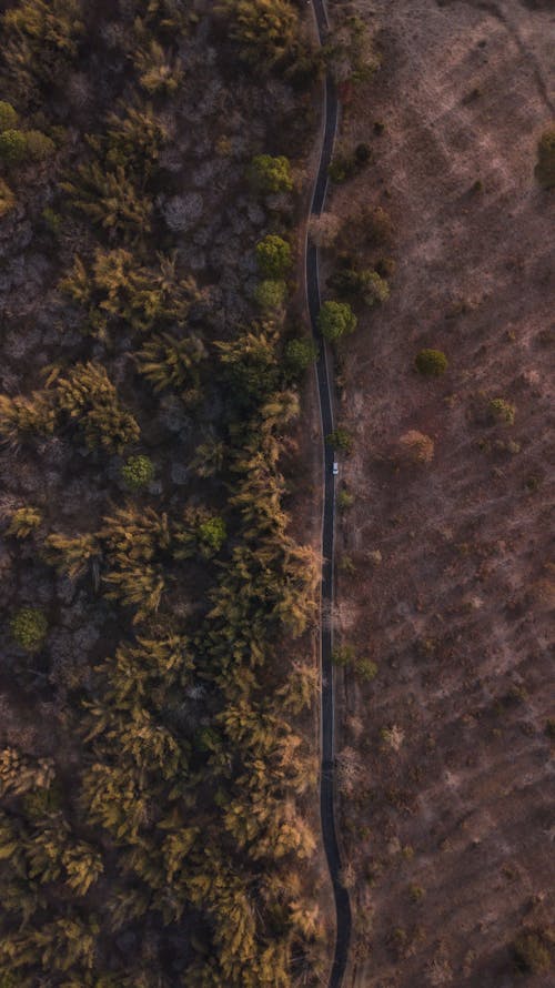 Aerial Photography of a Road near the Trees in the Forest