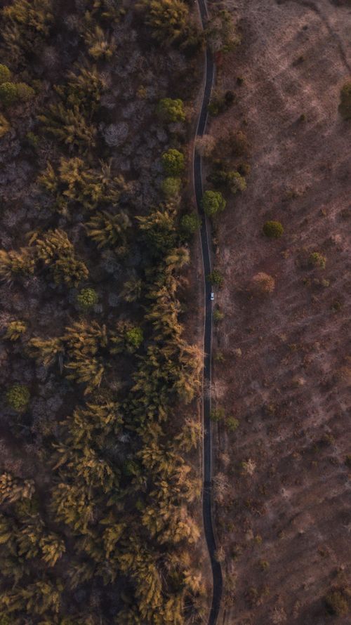 Free Captivating aerial shot of a winding road through Masinagudi's dense forest in Tamil Nadu, India. Stock Photo