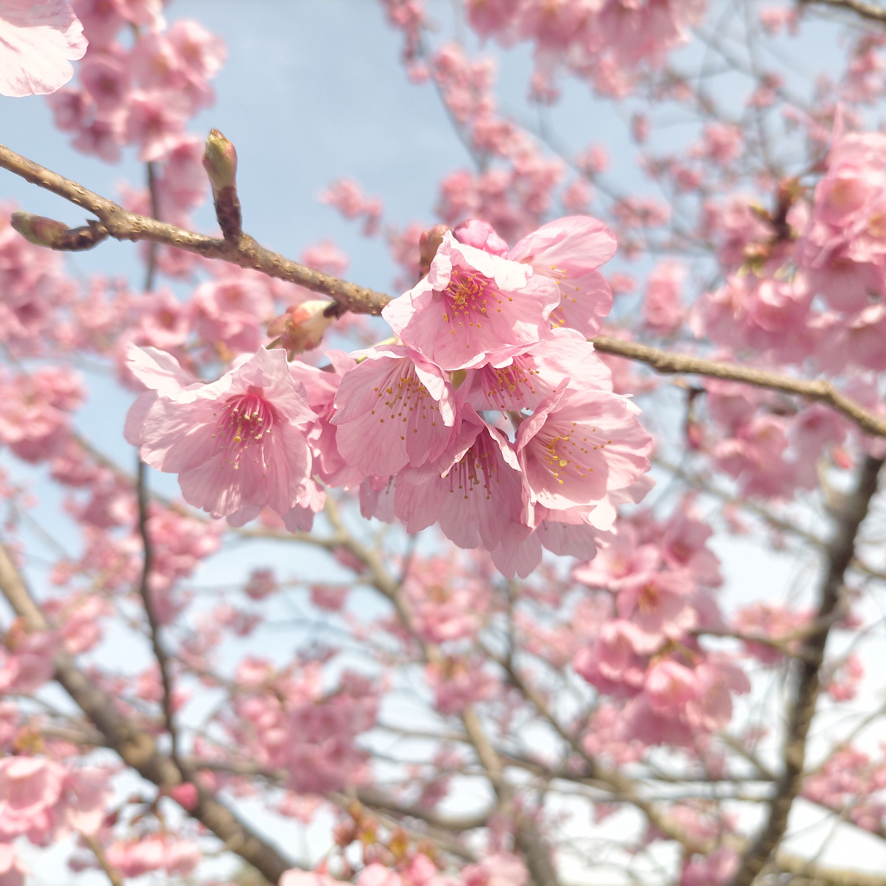 Pink Cherry Blossoms Flowers on Tree Branch