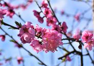 Pink Cherry Blossom in Bloom