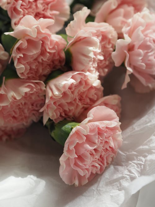 + Fotos y Imágenes de Peonias rosas Gratis · Banco de Fotos Gratis