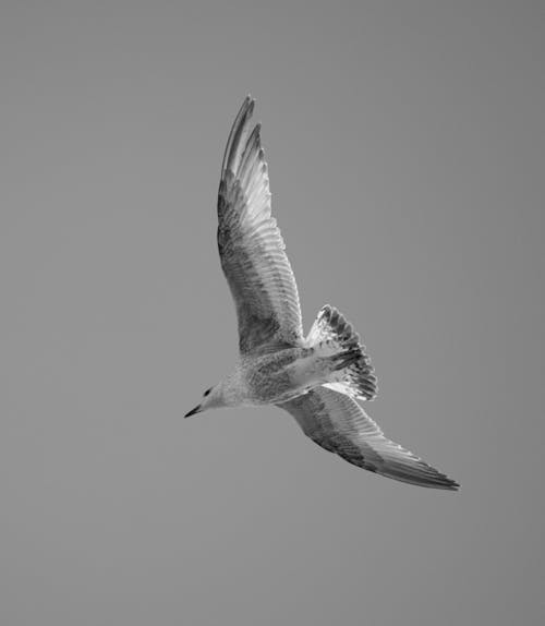 Fotos de stock gratuitas de alas, blanco y negro, de cerca