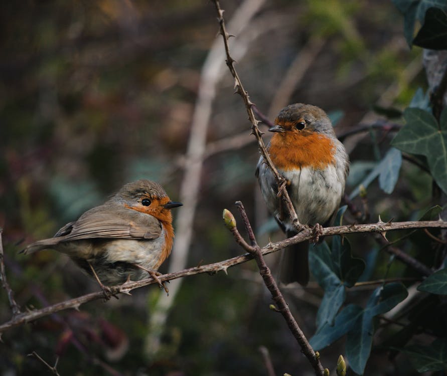 Free Close-up of two European robins on thorny branches, showcasing vibrant plumage. Stock Photo