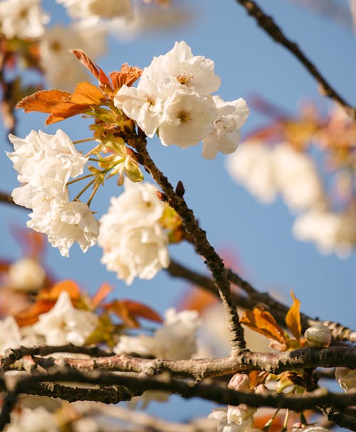White Cherry Blossoms in Close Up Photography