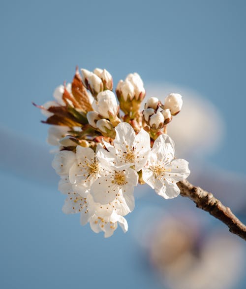 White Cherry Blossom Flowers and Buds in Close-up Photography