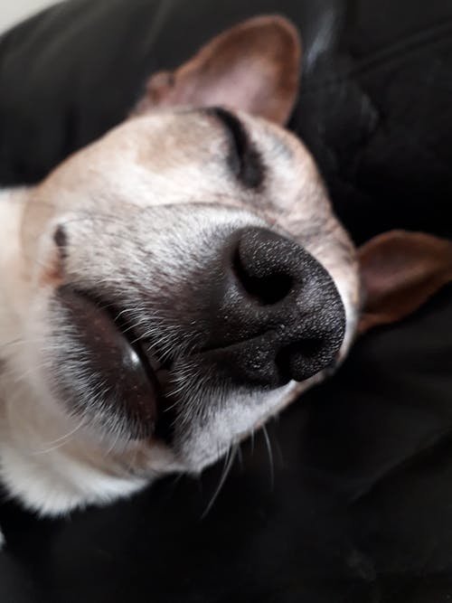 Free stock photo of sleeping dog Stock Photo