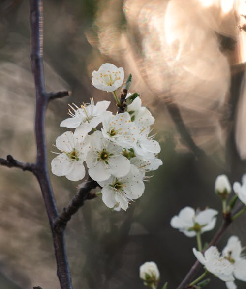 Ücretsiz alan derinliği, Beyaz çiçekler, çiçek fotoğrafçılığı içeren Ücretsiz stok fotoğraf Stok Fotoğraflar