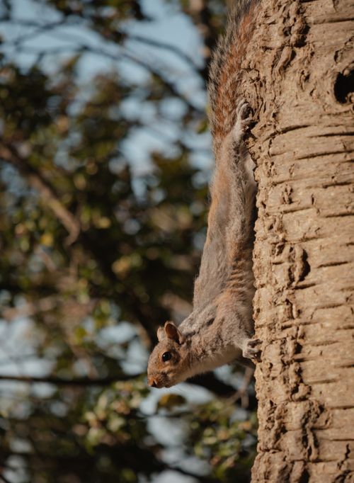Free A cute squirrel climbs down a tree trunk amidst lush greenery, capturing the essence of wildlife photography. Stock Photo