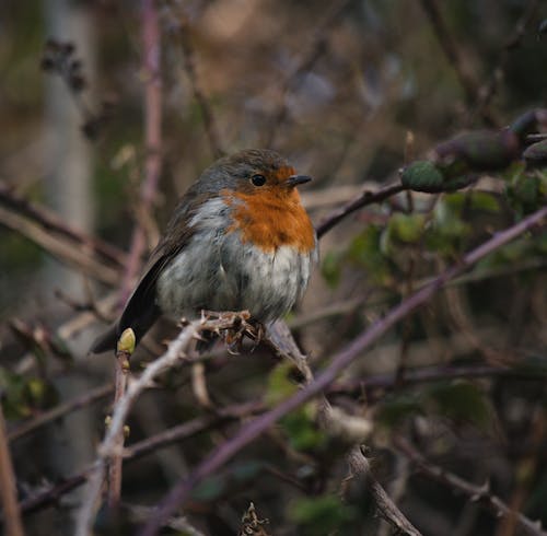 A Bird Perched on a Tree Branch