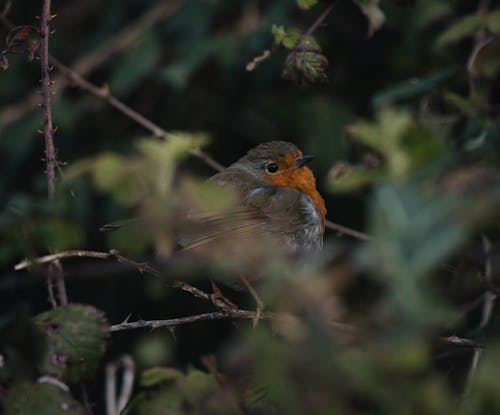 A European Robin Perched on Tree Stem