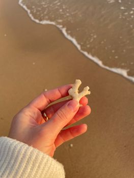 A hand in a warm sweater holds a piece of coral on a sandy beach shoreline during daylight.