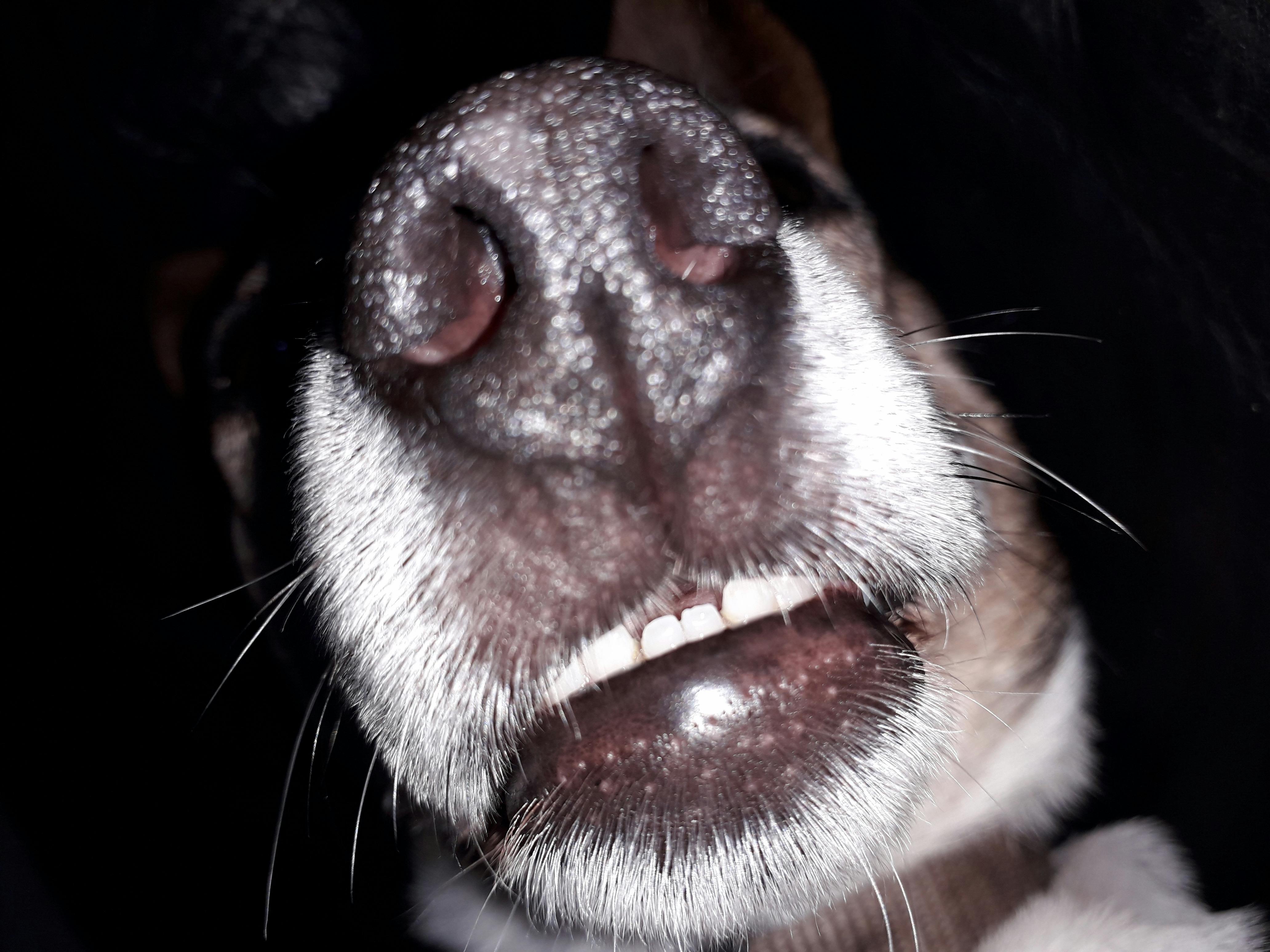 Free stock photo of dog nose