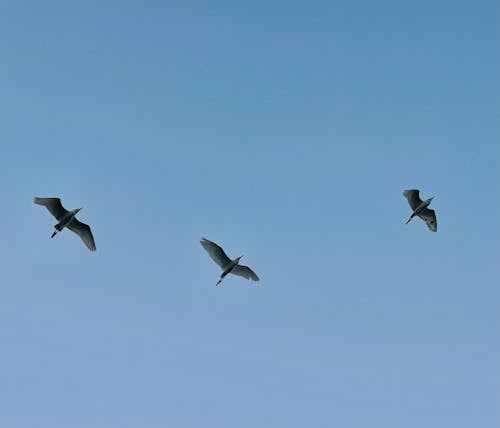 Free Birds Flying Under the Blue Sky Stock Photo