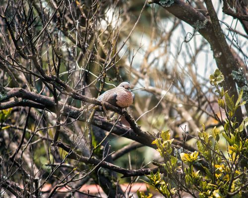 Free Close-up of a dove resting on a leafless branch amidst green foliage. Stock Photo