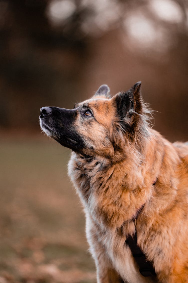 Big Brown Dog Looking Up