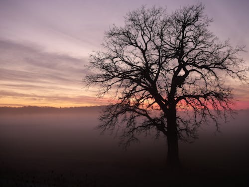 Ilmainen kuvapankkikuva tunnisteilla aamu, auringonnousu, puu