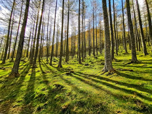 Foto stok gratis alam, hutan, pemandangan indah