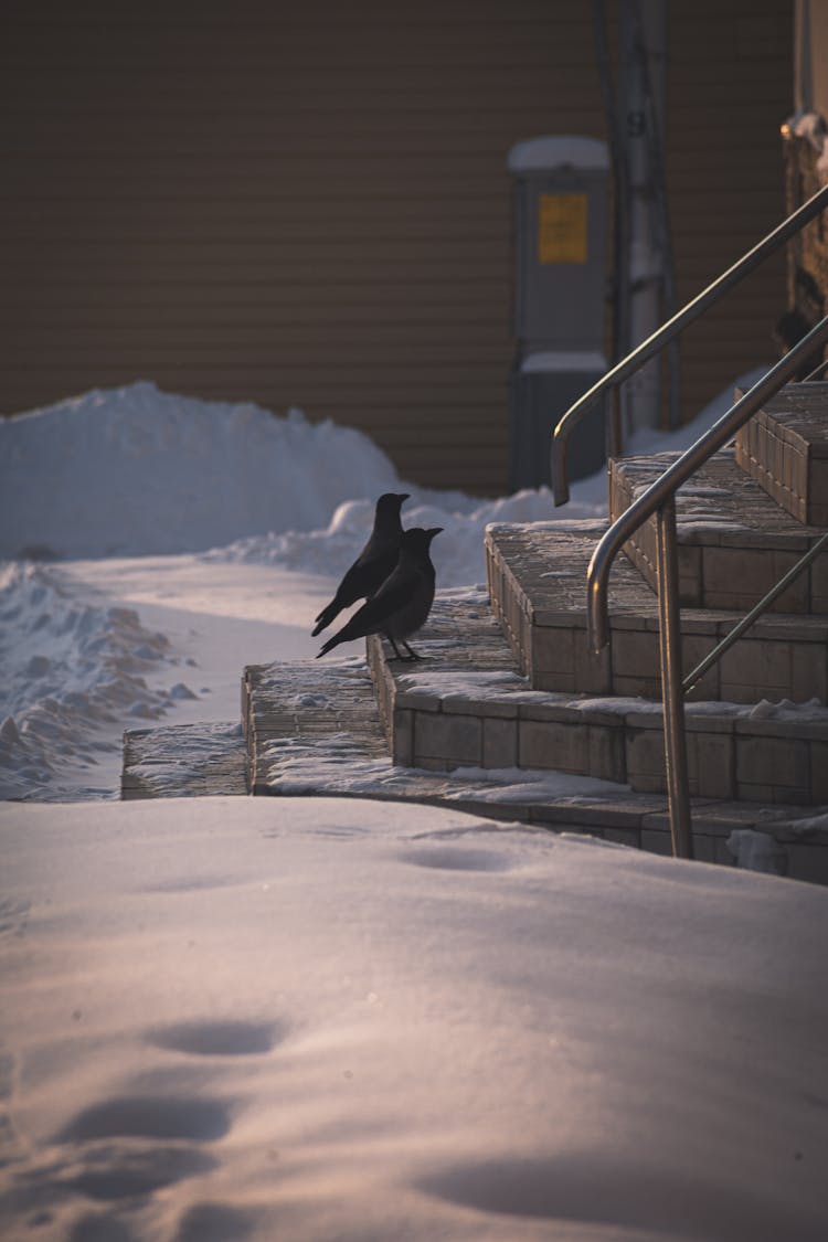 Black Birds On A Step