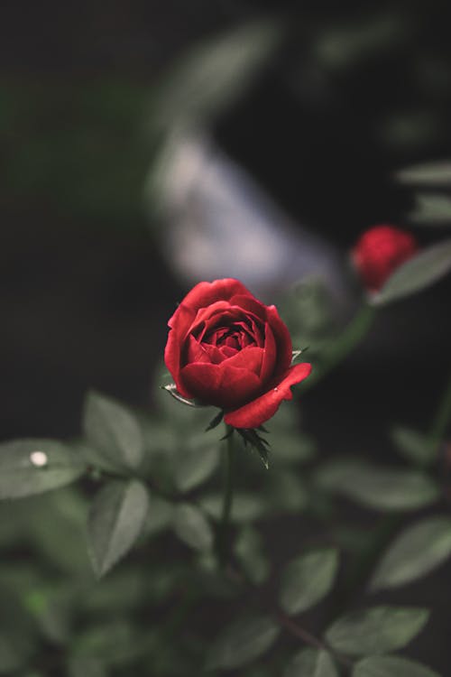 Foto d'estoc gratuïta de enfocament selectiu, flor vermella, fulles verdes