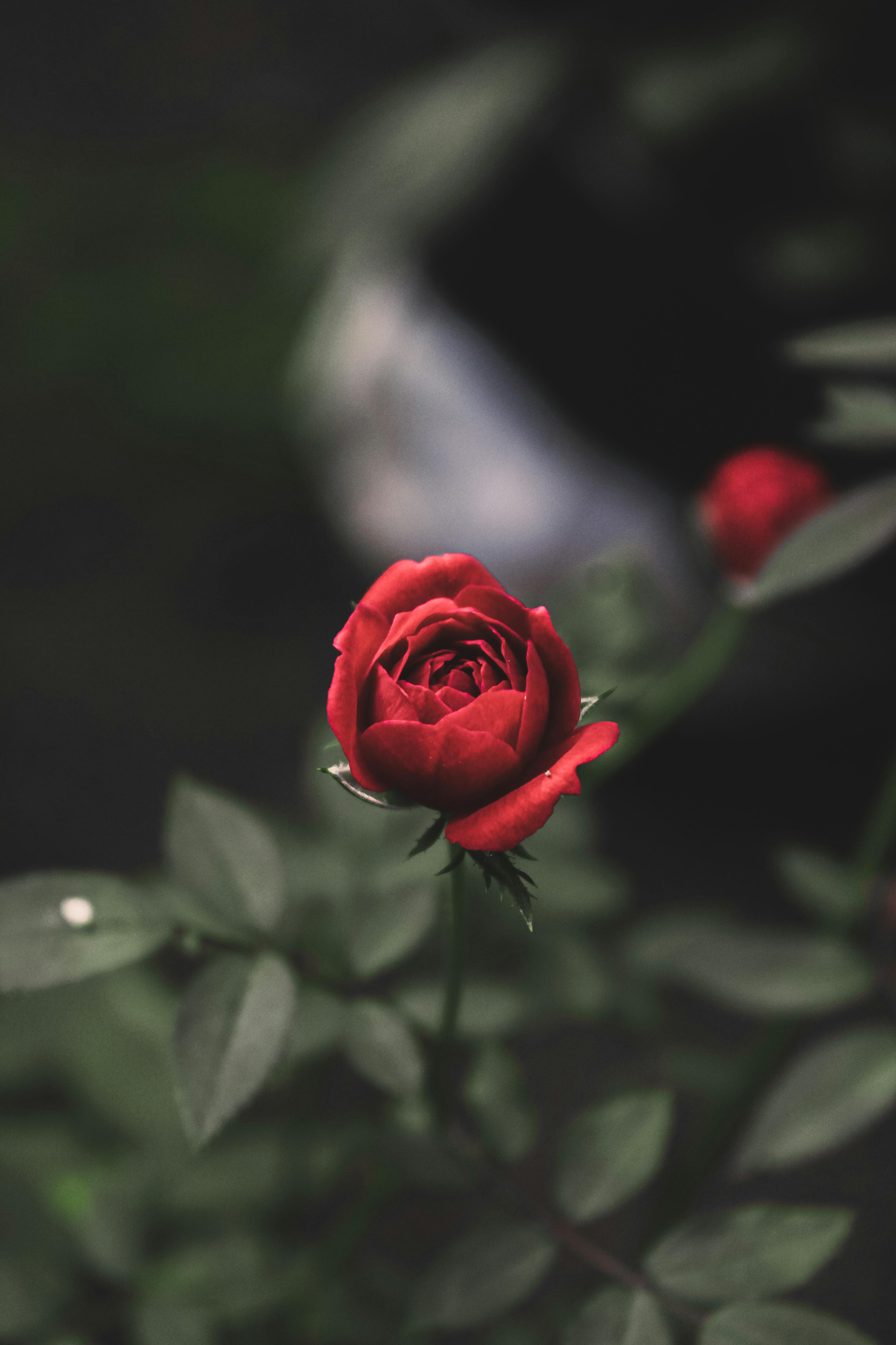 Close-up of a Red Rose near Green Leaves · Free Stock Photo