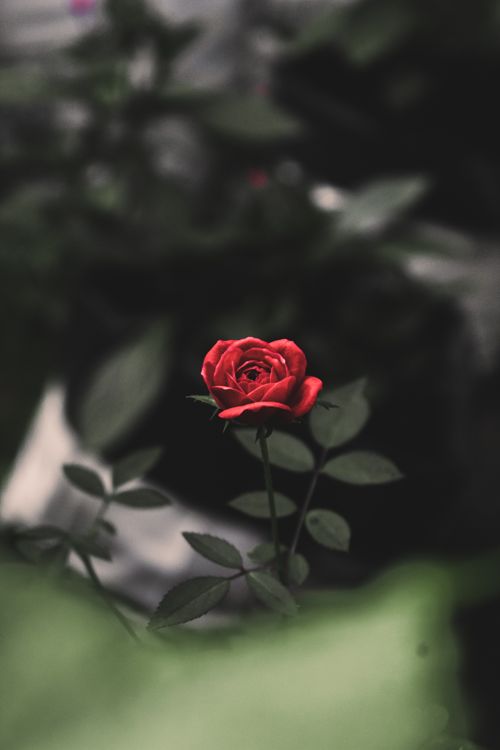 Free A striking red rose blooming amidst dark foliage, capturing nature's beauty. Stock Photo