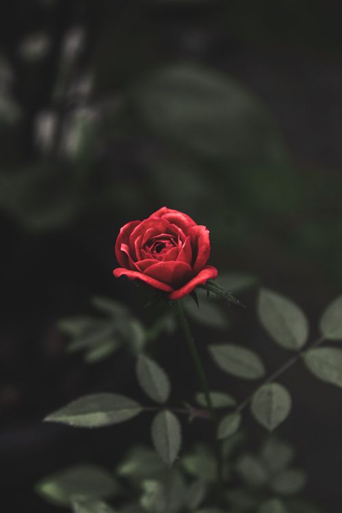 Free A striking red rose in full bloom surrounded by rich green leaves, captured in a dramatic low light setting. Stock Photo
