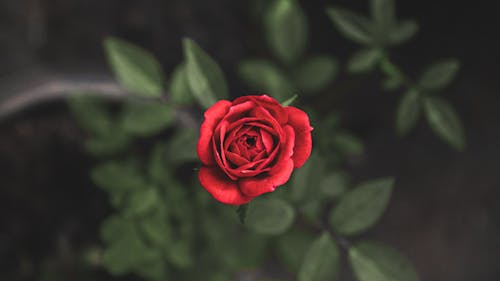 Top View of a Red Rose Flower