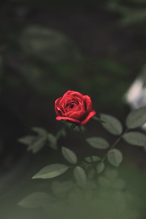 Red Rose Flower in Bloom