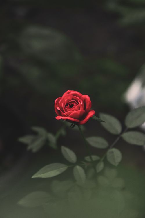 Free A vibrant red rose in full bloom against a dark green blurred background, symbolizing beauty and elegance. Stock Photo