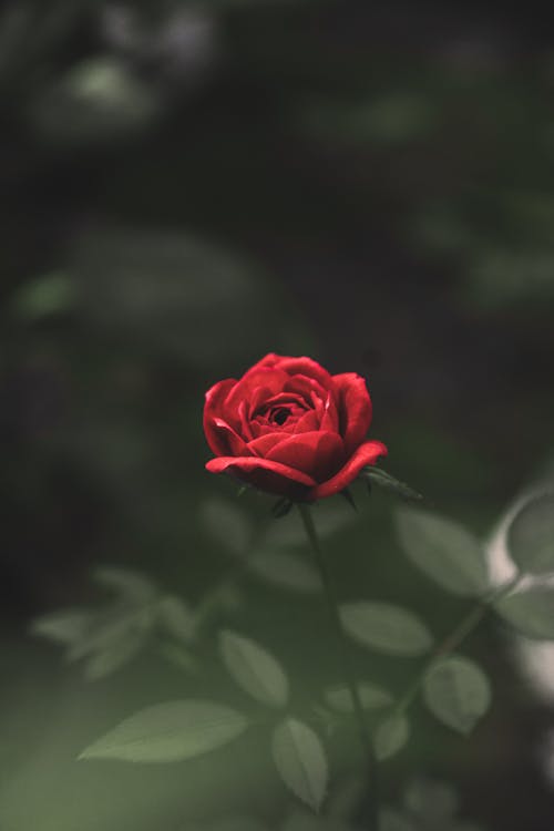 Photo of a Red Rose