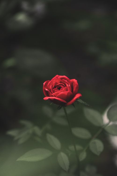 Free A beautiful close-up of a vibrant red rose with soft focus, evoking a sense of tranquility and beauty. Stock Photo