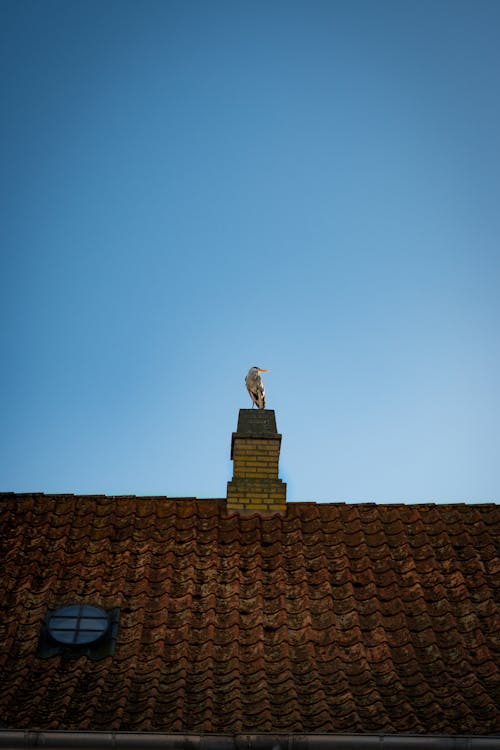 Darmowe zdjęcie z galerii z dach, pionowy strzał, podświetlony
