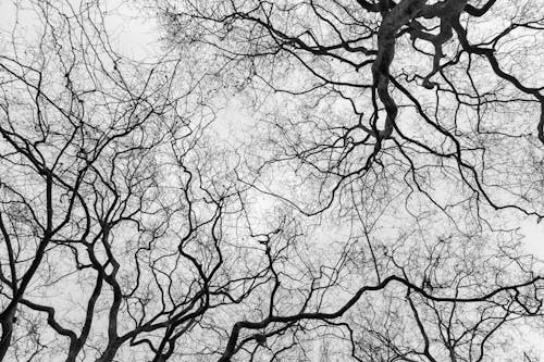 A Grayscale Photo of a Leafless Trees