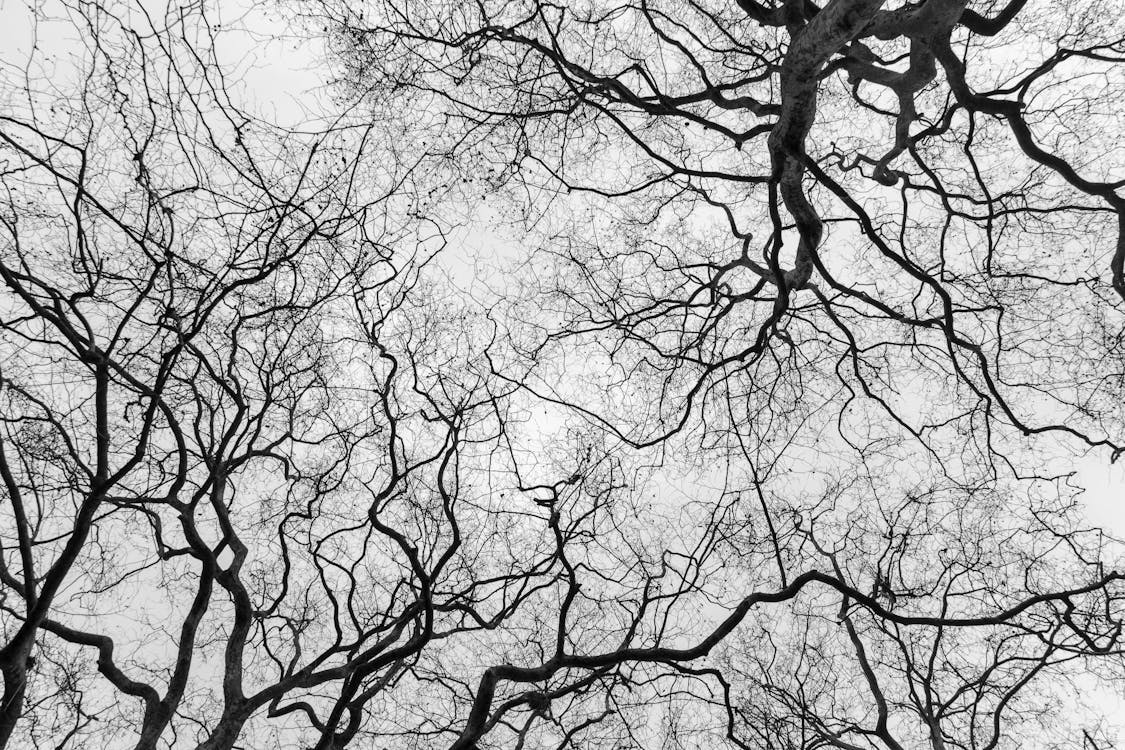 A Grayscale Photo of a Leafless Trees