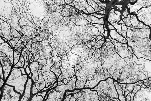 Free Black and white photo of bare tree branches creating an intricate pattern. Stock Photo