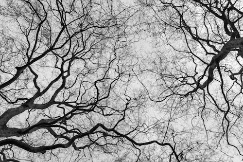 Grayscale Photo of Leafless Trees