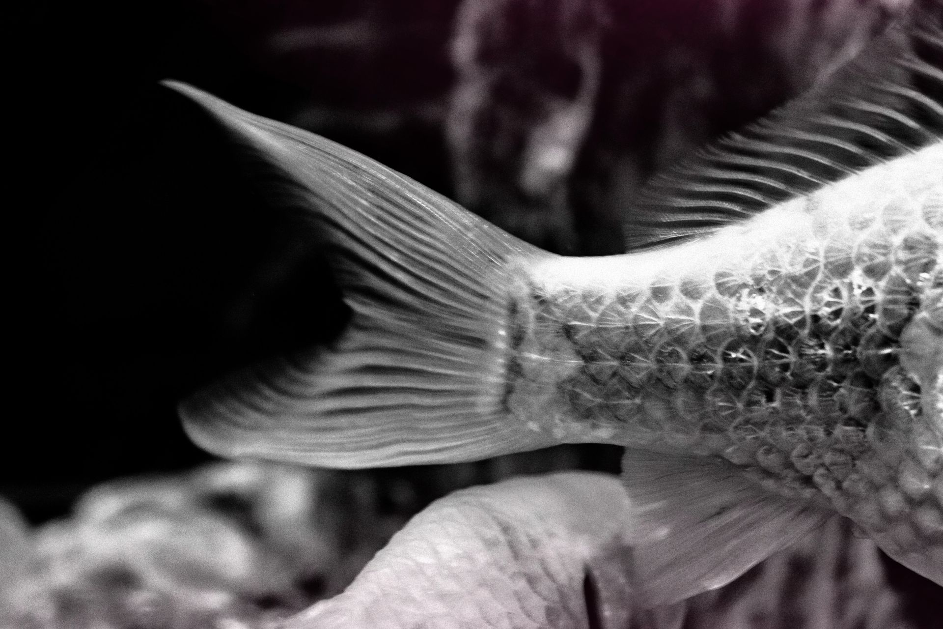 Detailed close-up of a fish tail in black and white, capturing textures underwater.