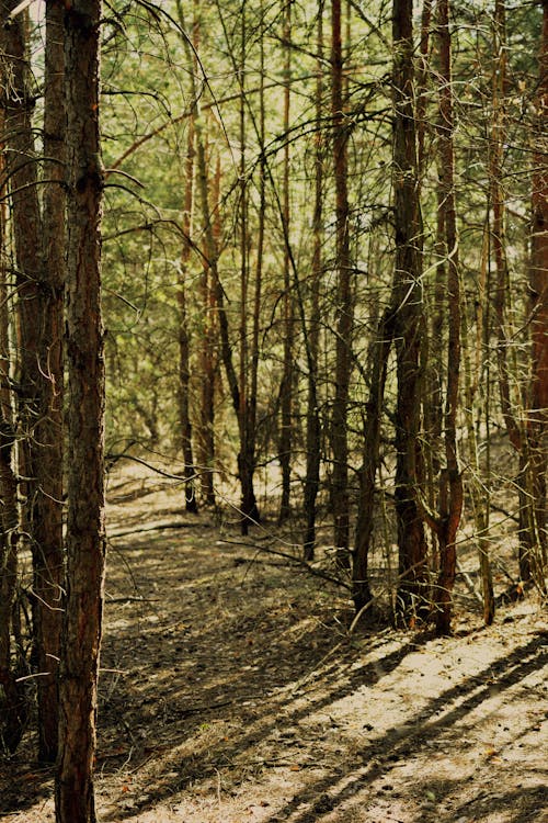 Бесплатное стоковое фото с вертикальный выстрел, грязная дорога, деревья