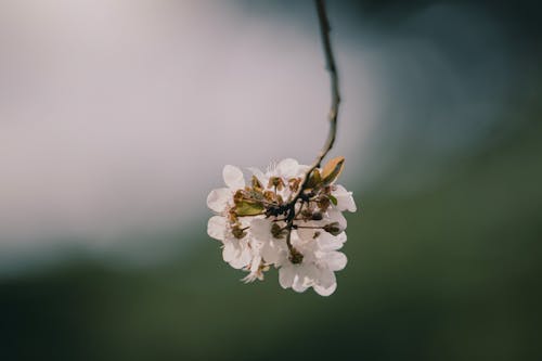 Free A White Cherry Blossoms in Full Bloom Stock Photo