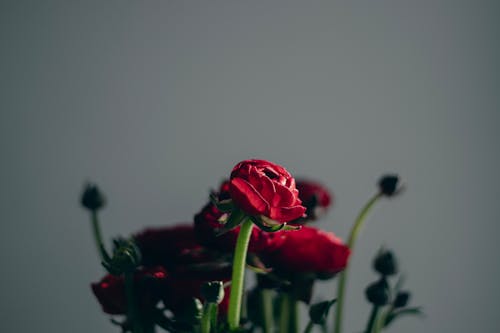 Free A Red Rose in Full Bloom Stock Photo