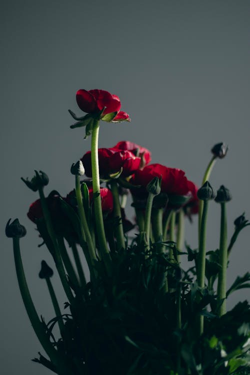 A Red Roses in Full Bloom